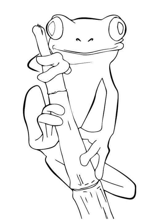 Tree Frog