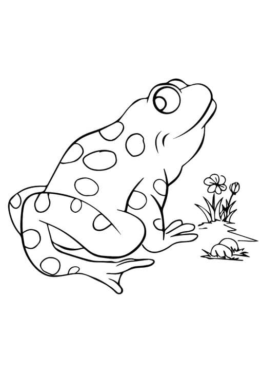 Tod Frog