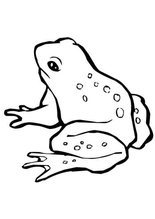 Harlequin Toad