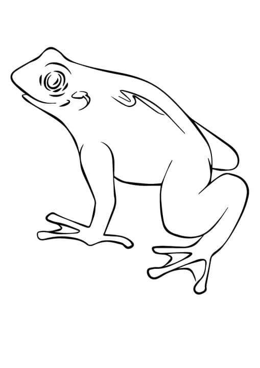 Horned Pac Frog