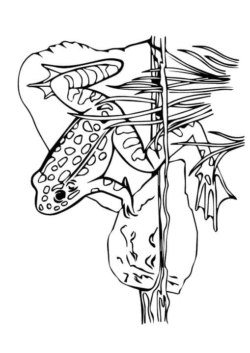 Read Eyed Frog
