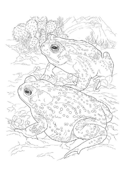 Desert Toad
