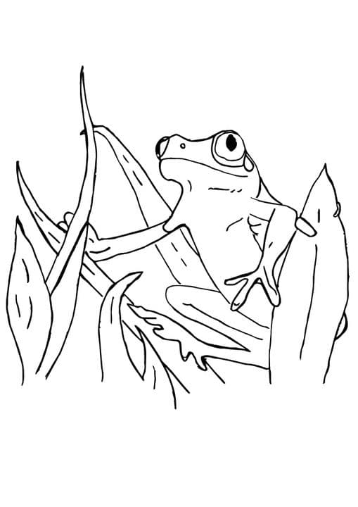 Surinam Frog
