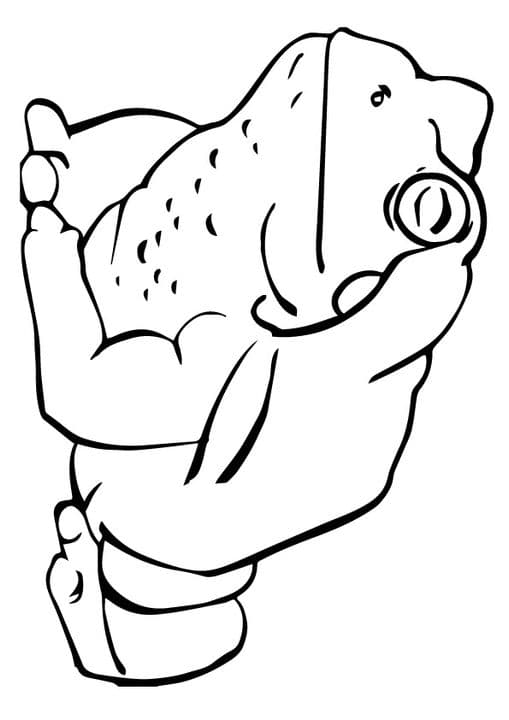 Toad Frog
