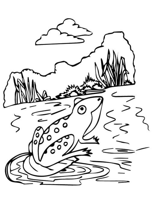 Darwins Frog