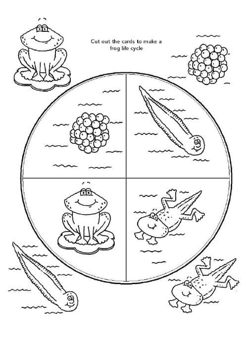 Frog Lifecycle