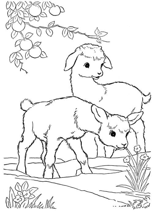 Goat in Meadow