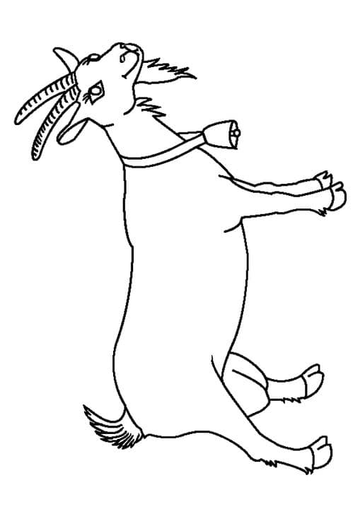 Cute Goat