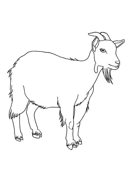 Female Goat