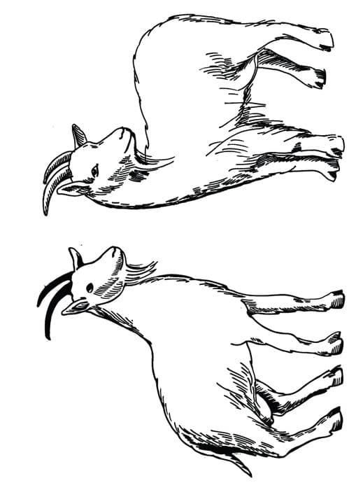 Drawing Goats