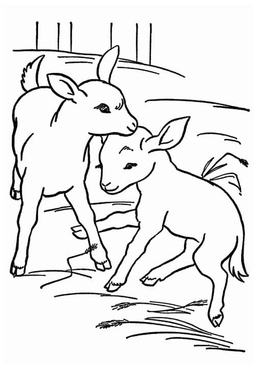 Little Baby Goats