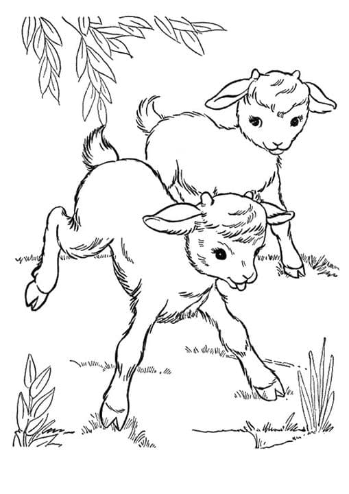 2 Goats Playing