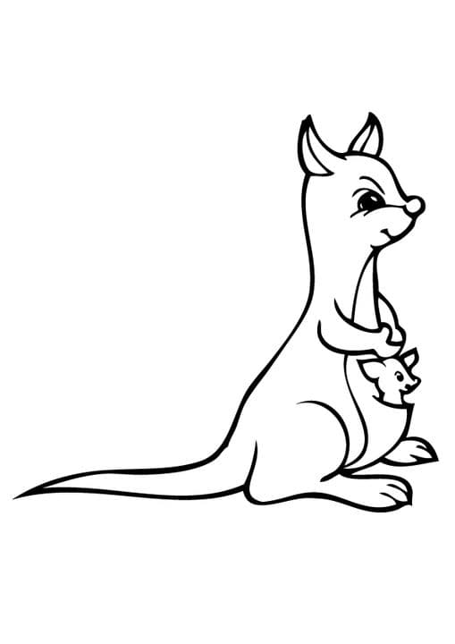Baby Kangaroo Kid