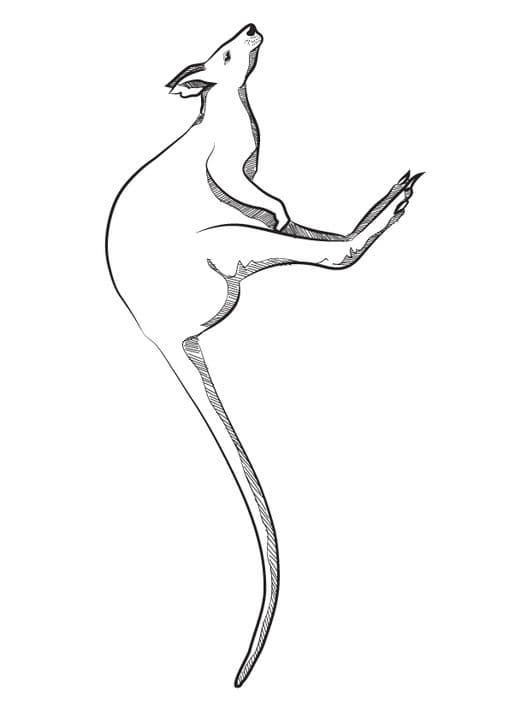 Jumping Kangaroo