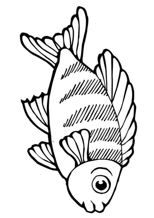 Large Eyes Koi Fish