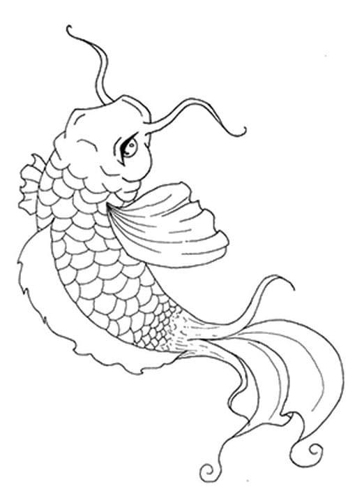 New Japanese Koi Fish