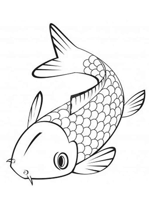 Japanese Koi Fish 2