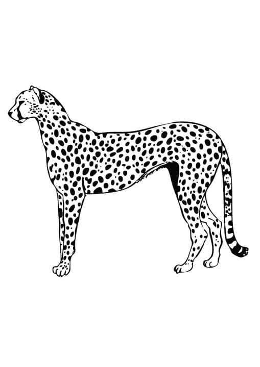Cheetah Gepard