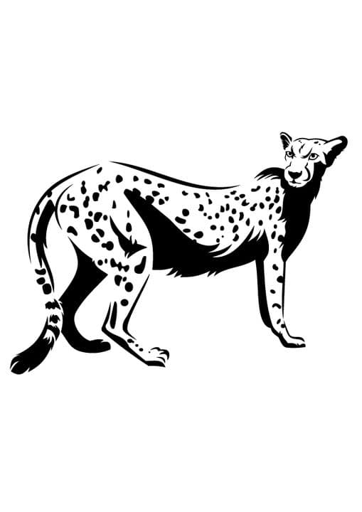 Outlined Cheetah