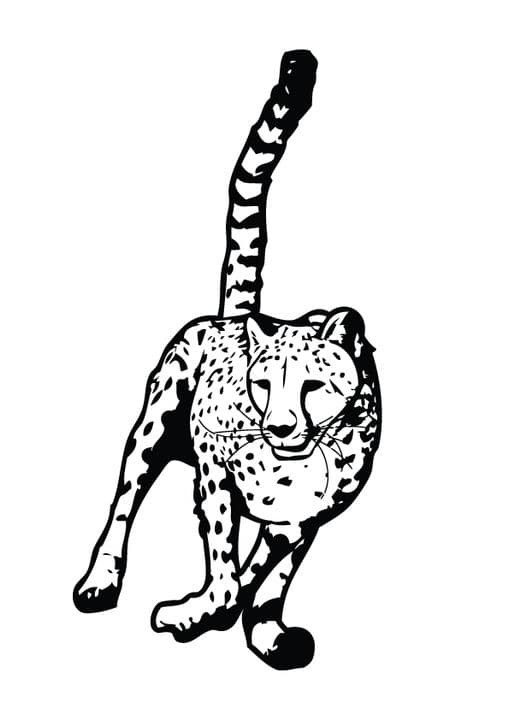 Cheetah running