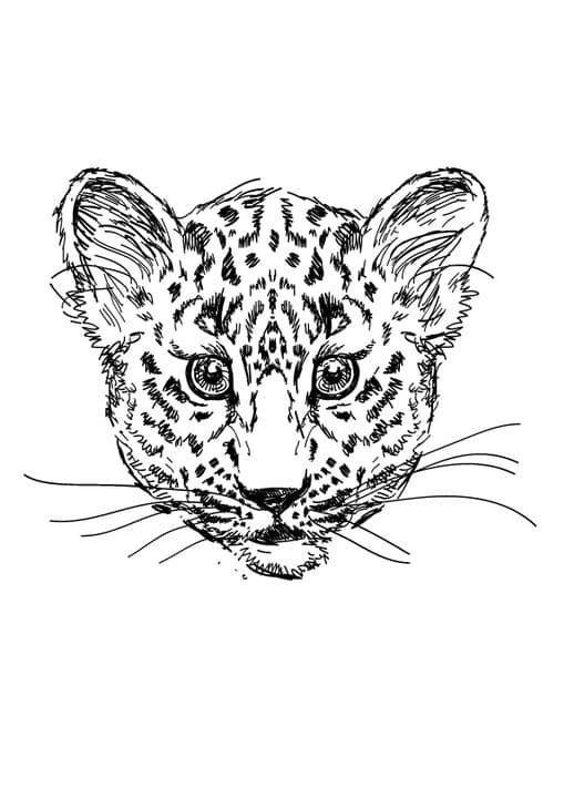 Drawn Cheetah