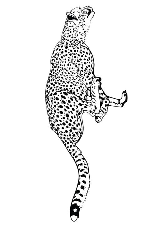 Fast Running Cheetah