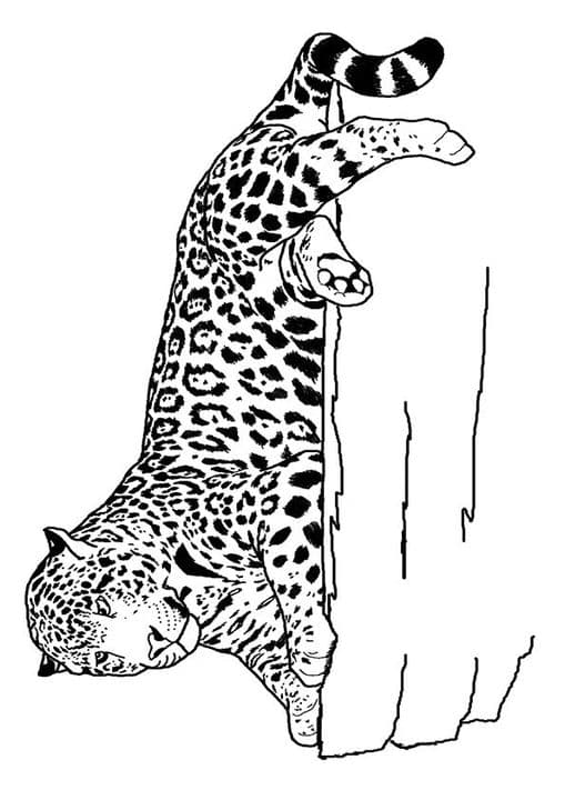 Jaguar Laying