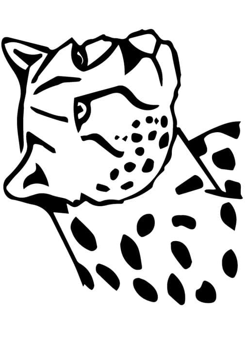 Snow Leopard