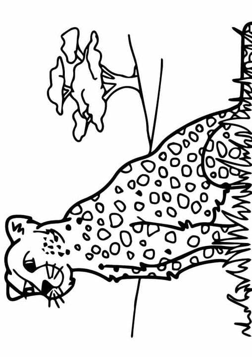 Sitting Leopard