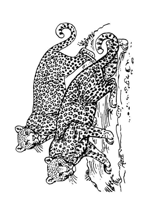 Two Leopards