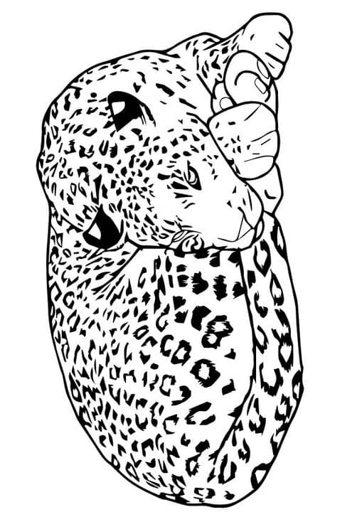 Sleeping Leopard