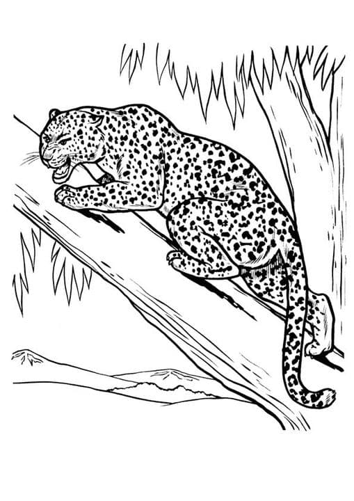 Drawing Leopard