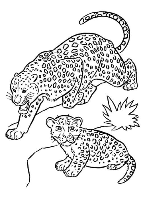 Desenho Felinos
