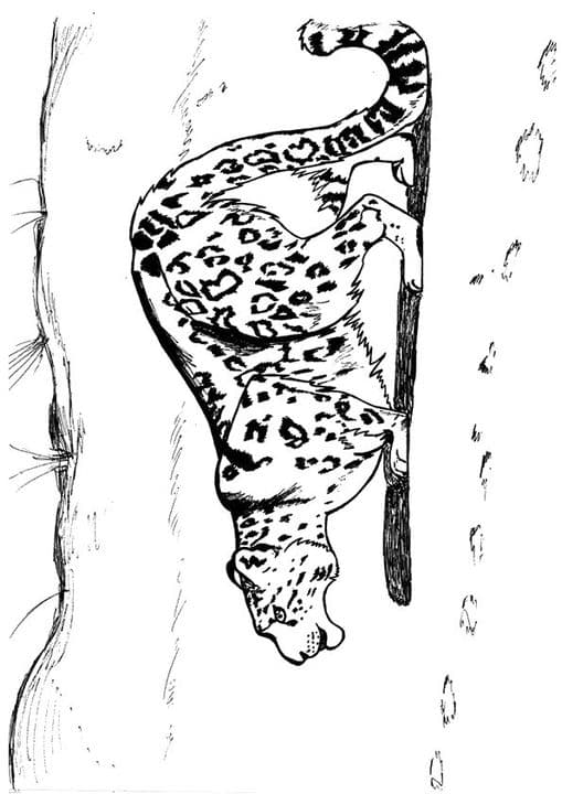 Snow Leopard