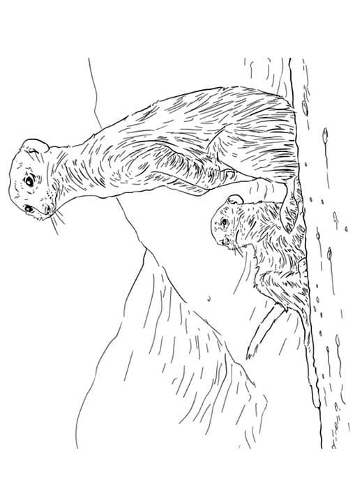 Meerkat Mama & Baby