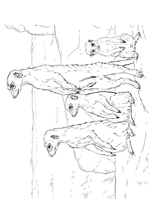 Meerkat in Group 