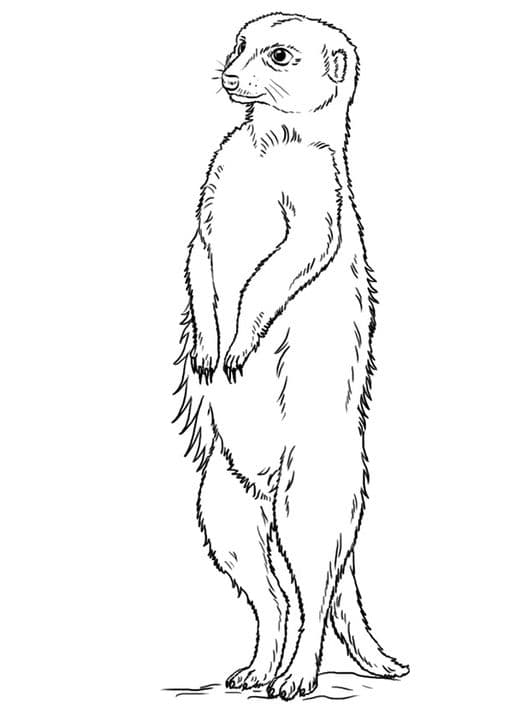 Meerkat Standing Upright