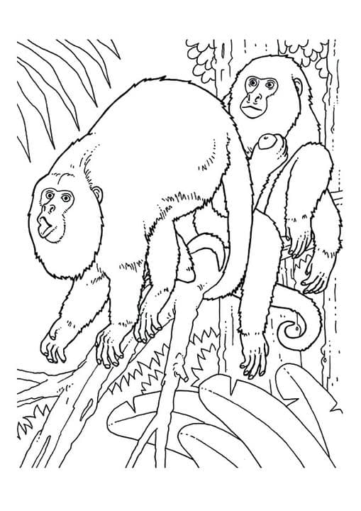 Howler Monkeys