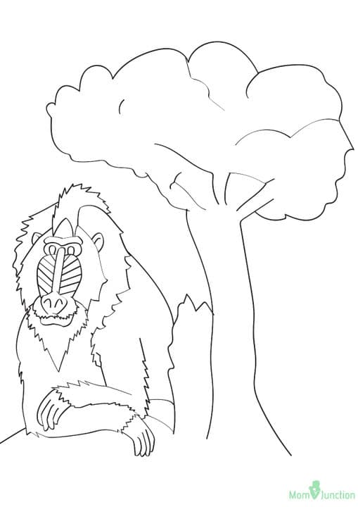 Mandrills Monkey