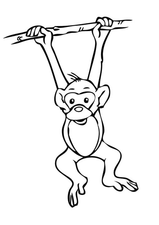 Hanging Monkey