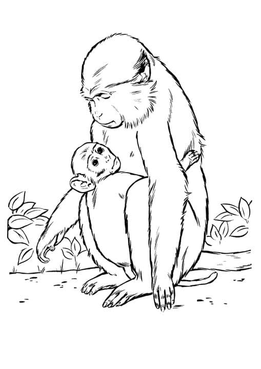 Monkey & Baby