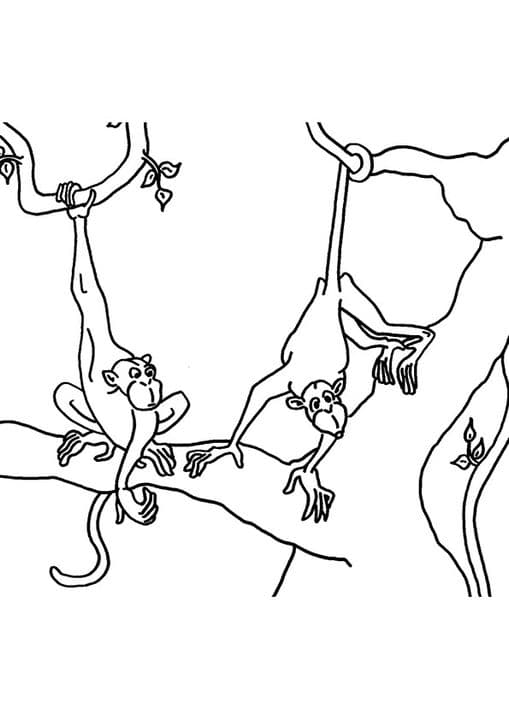CPA Monkey