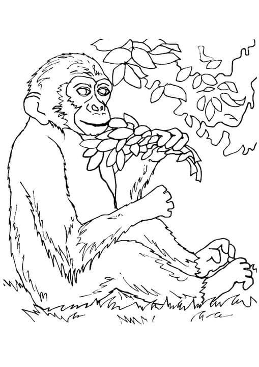 Monkey Eating Plants