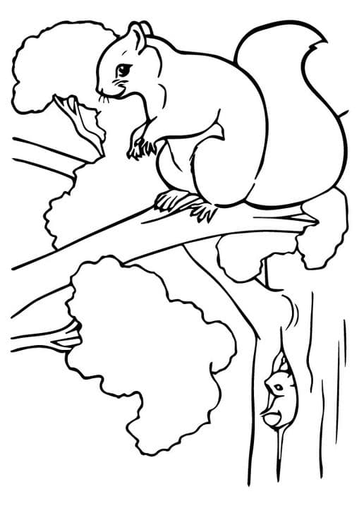 Squirrel Photo