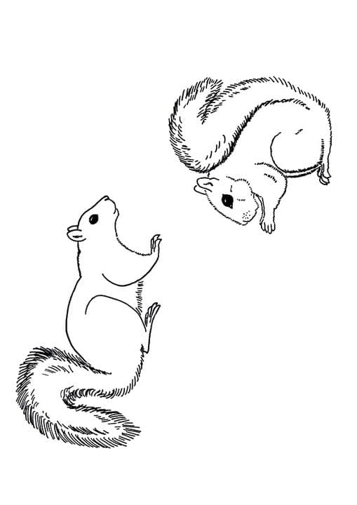 Squirrel Chipmunk