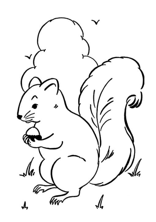Squirrel Sney