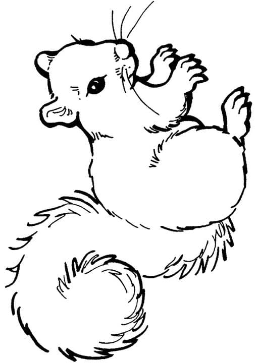 Squirrel Anima