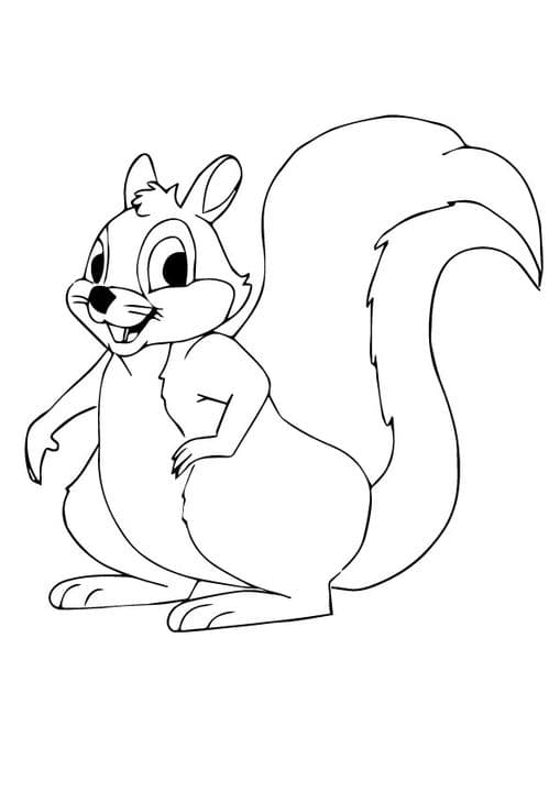Squirrel Drawing