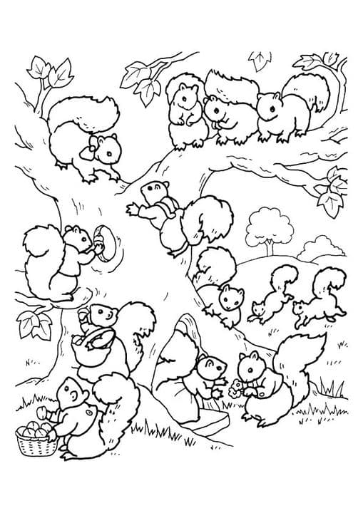 Busy Squirrel