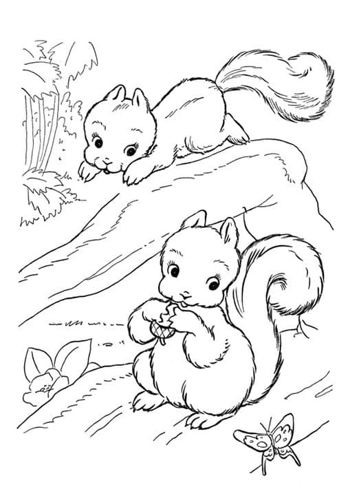 Squirrel Playing